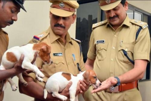 കേരളപോലീസിന് കൂട്ടായി ഇനി ജാക്ക് റസൽ ടെറിയർ വിഭാഗത്തിലെ നായ്ക്കളും കേരളപോലീസിന് കൂട്ടായി ഇനി ജാക്ക് റസൽ ടെറിയർ വിഭാഗത്തിലെ നായ്ക്കളും