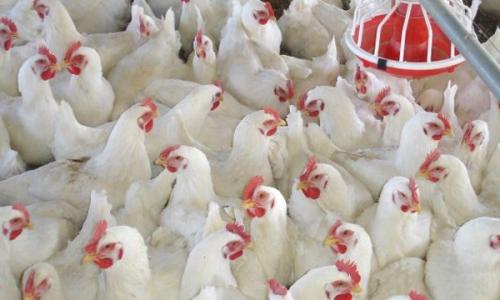 ഇന്ത്യയിൽ നിന്നുള്ള പക്ഷി ഇറക്കുമതി സൗദി നിരോധിച്ചു