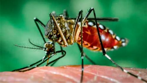 കണ്ണൂരിൽ ഡെങ്കിപ്പനി പടരുന്നു; കനത്ത ജാഗ്രതാനിർദ്ദേശവുമായി ആരോഗ്യവകുപ്പ്