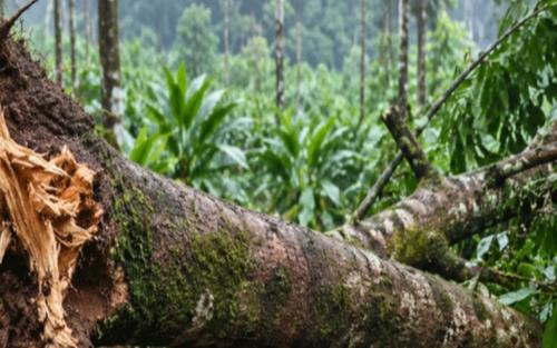 ഏലത്തോട്ടത്തിൽ മരം കടപുഴകി വീണ് രണ്ട് വനിതാ തൊഴിലാളികൾക്ക് ദാരുണാന്ത്യം