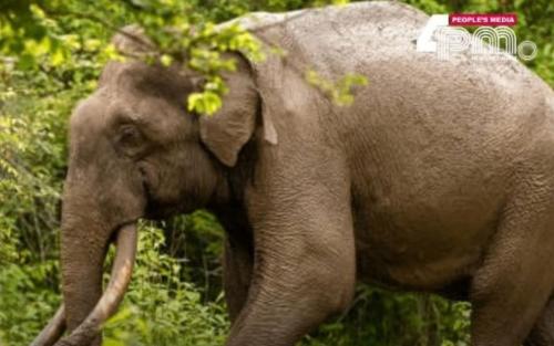 ചിന്നക്കനാലിൽ ശാശ്വത പരിഹാരത്തിന് വനംവകുപ്പ്: അപകടകാരികളായ കാട്ടാനകളെ മാറ്റിപ്പാർപ്പിക്കും