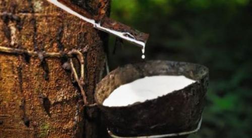 റബ്ബർ ഇറക്കുമതിയുമായി ബന്ധപ്പെട്ട കേന്ദ്ര ബഡ്ജറ്റ് പ്രഖ്യാപനങ്ങൾ: സംയുക്ത യോഗം വിളിക്കാൻ ധാരണ റബ്ബർ ഇറക്കുമതിയുമായി ബന്ധപ്പെട്ട കേന്ദ്ര ബഡ്ജറ്റ് പ്രഖ്യാപനങ്ങൾ: സംയുക്ത യോഗം വിളിക്കാൻ ധാരണ