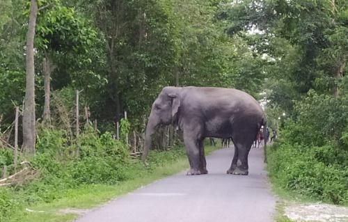 കണ്ണൂരിൽ കാട്ടാനക്കൂട്ടത്തിന്‍റെ ആക്രമണം: യുവാവ് മരിച്ചു