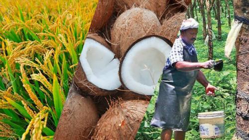 സംസ്ഥാനത്തെ നെൽ, കേര, റബർ കർഷകർക്ക് ആശ്വാസമായി ബഡ്‌ജറ്റ്