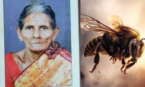 തേനീച്ചയുടെ കുത്തേറ്റ് വയോധികയ്ക്ക് ദാരുണാന്ത്യം തേനീച്ചയുടെ കുത്തേറ്റ് വയോധികയ്ക്ക് ദാരുണാന്ത്യം