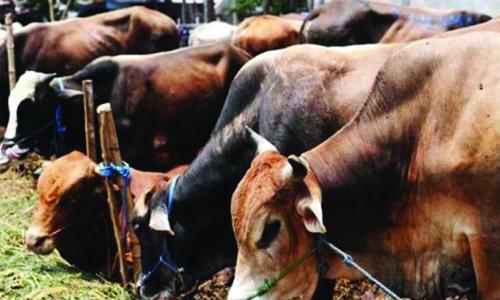 ഹരി­യാ­നയി­ലെ­ ജയി­ലു­കളി­ലിൽ ഇനി­ പശു­ തെ­റാ­പ്പി­യും