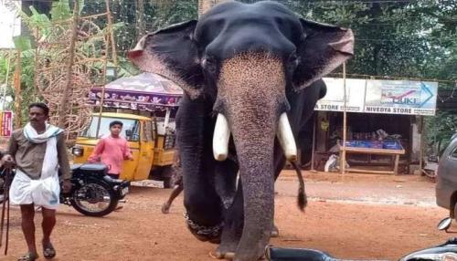 ഗുരുവായൂർ വലിയ കേശവൻ ചരിഞ്ഞു