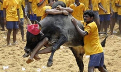 ജെല്ലിക്കെട്ട് നിരോധിക്കുകയാണെങ്കിൽ മൃഗശാലകളും പൂട്ടണമെന്ന് തമിഴ്നാട്