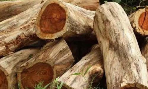 മു​ട്ടി​ൽ‍ മ​രം​മു​റി​ക്കേ​സ് അ​ട്ടി​മ​റി​ക്കാ​ൻ ശ്ര​മം ന​ട​ന്ന​താ​യി ക​ണ്ടെ​ത്ത​ൽ 