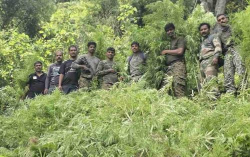 അട്ടപ്പാടിയിൽ വീണ്ടും ലഹരിവേട്ട; ഓപ്പറേഷൻ തൂഫാനിൽ 7300 കഞ്ചാവുചെടികൾ കണ്ടെത്തി നശിപ്പിച്ചു