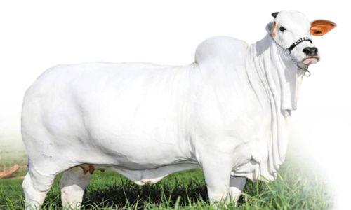 കന്നുകാലി ലേല ചരിത്രത്തിൽ സർവകാല റെക്കോഡ് കുറിച്ച് ബ്രസീലിൽ 40 കോടി രൂപയുടെ പശുലേലം