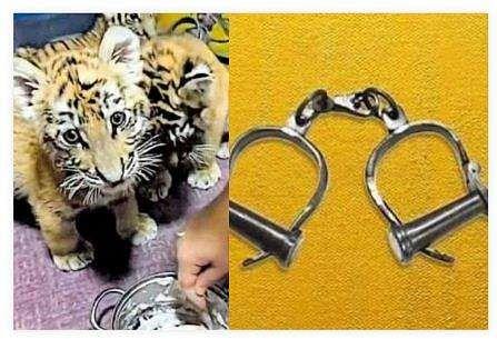 പൂച്ചക്കുഞ്ഞുങ്ങൾക്ക് കടുവാക്കുട്ടികളുടെ നിറമടിച്ച് തട്ടിപ്പിന് ശ്രമം; വാട്സാപ്പിലൂടെ പരസ്യം; യുവാവ് അറസ്റ്റിൽ പൂച്ചക്കുഞ്ഞുങ്ങൾക്ക് കടുവാക്കുട്ടികളുടെ നിറമടിച്ച് തട്ടിപ്പിന് ശ്രമം; വാട്സാപ്പിലൂടെ പരസ്യം; യുവാവ് അറസ്റ്റിൽ