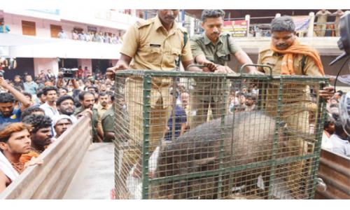 സന്നി­ധാ­നത്ത് പരി­ഭ്രാ­ന്തി­ സൃ­ഷ്ടി­ച്ച കാ­ട്ടു­പന്നി­യെ­ കീ­ഴടക്കി­