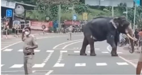 കൊല്ലം വെട്ടിക്കവല ഭാഗത്ത് ആനവിരണ്ടോടി; തളയ്ക്കാൻ ശ്രമം തുടരുന്നു