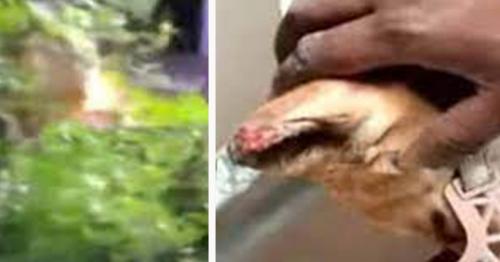 കണ്ണില്ലാത്ത ക്രൂരത; പറവൂരിൽ ഒരു മാസം പ്രായമുള്ള നായ്ക്കുഞ്ഞുങ്ങളെ ചുട്ടുകൊന്നു കണ്ണില്ലാത്ത ക്രൂരത; പറവൂരിൽ ഒരു മാസം പ്രായമുള്ള നായ്ക്കുഞ്ഞുങ്ങളെ ചുട്ടുകൊന്നു