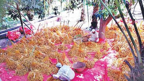 'തബ്സീല്‍' : ഈത്തപ്പഴ വിളവെടുപ്പ് കാലത്തിന്​ പരിസമാപ്​തി