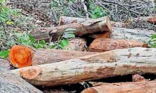 സുഗന്ധഗിരി മരംമുറിക്കൽ കേസ്; മൂന്നു ഉദ്യോഗസ്ഥർക്ക് സസ്പെൻഷൻ സുഗന്ധഗിരി മരംമുറിക്കൽ കേസ്; മൂന്നു ഉദ്യോഗസ്ഥർക്ക് സസ്പെൻഷൻ