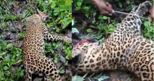 മാങ്കുളത്ത് പുലിയെ കൊന്നത് സ്വയരക്ഷാർത്ഥം; കേസ് എടുക്കില്ലെന്ന് വനംവകുപ്പ് മാങ്കുളത്ത് പുലിയെ കൊന്നത് സ്വയരക്ഷാർത്ഥം; കേസ് എടുക്കില്ലെന്ന് വനംവകുപ്പ്