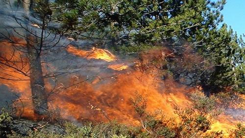 ഉത്തരാഖണ്ഡിൽ കാട്ടുതീ: നാല് മരണം, നിരവധി കാട്ടുമൃഗങ്ങൾ വെന്തുമരിച്ചു
