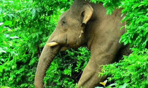 സൂര്യനെല്ലിയിൽ കാട്ടാന ആക്രമണം: യുവതി കൊല്ലപ്പെട്ടു, കുട്ടിക്കും പരിക്ക്