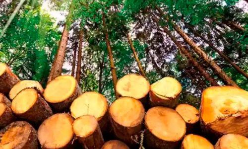 മുട്ടിൽ മരംമുറി കേസ്: നാല് കോടി മൂല്യമുള്ള മരങ്ങൾ ലേലം ചെയ്യാൻ വനംവകുപ്പിന് കോടതി അനുമതി