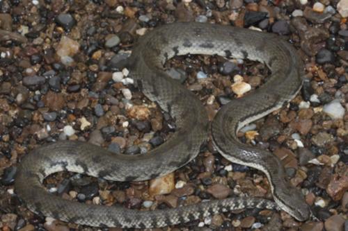 കണ്ണൂരിൽ പാമ്പുകടിയേറ്റ് ചികിത്സയിലായിരുന്ന വയോധിക മരിച്ചു: ഒരാഴ്ചയ്ക്കിടെ സംസ്ഥാനത്ത് നാലാമത്തെ മരണം