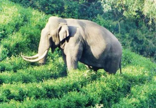  നിലന്പൂര്‍ ടൗണില്‍ കാട്ടാനയുടെ ആക്രമണത്തില്‍ യുവാവിന് പരുക്കേറ്റു