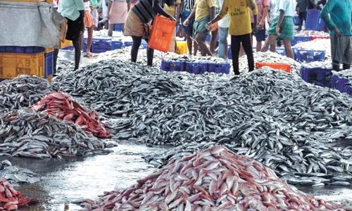 മീ­നിൽ‍ രാ­സവസ്തു­ക്കളു­ടെ­  ഉപയോ­ഗം വ്യാ­പകം