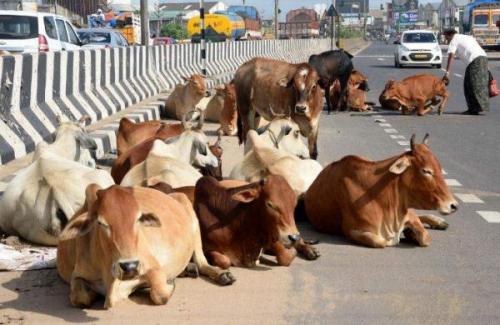 ഗോവധ നിരോധന ബില്ല്; ഓഡിനൻസിന് നിയമാ സഭാ സമിതിയുടെ അംഗീകാരം