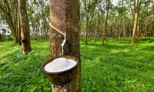 റബ്ബര് സബ്സിഡി 180 ആക്കി വര്ധിപ്പിച്ച് സര്ക്കാര് റബ്ബര് സബ്സിഡി 180 ആക്കി വര്ധിപ്പിച്ച് സര്ക്കാര്