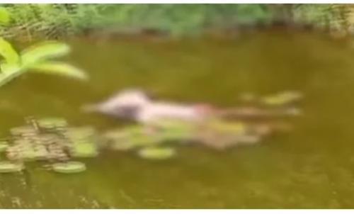 തൊടുപുഴയിൽ പാറക്കുളത്തില് രണ്ടു യുവാക്കള് മരിച്ച നിലയില് തൊടുപുഴയിൽ പാറക്കുളത്തില് രണ്ടു യുവാക്കള് മരിച്ച നിലയില്