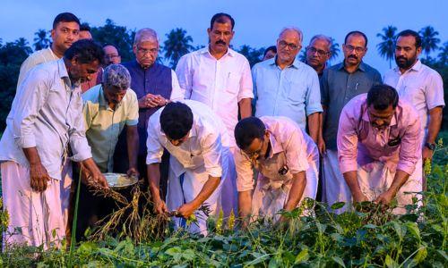 കോൾപ്പാടങ്ങളിൽ ഇനി ഉഴുന്ന് വസന്തം; തൃശ്ശൂരിലെ പരീക്ഷണ കൃഷിയിൽ വൻ വിജയം