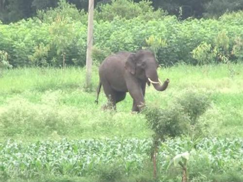 അടിമാലിയിൽ കാട്ടാനയുടെ ആക്രമണം; യുവാവ് കൊല്ലപ്പെട്ടു അടിമാലിയിൽ കാട്ടാനയുടെ ആക്രമണം; യുവാവ് കൊല്ലപ്പെട്ടു