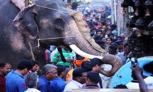 കല്പ്പാത്തി രഥോത്സവത്തിൽ രഥം തള്ളാന് ആനയെ ഉപയോഗിക്കരുതെന്ന് കർശന നിര്ദേശം കല്പ്പാത്തി രഥോത്സവത്തിൽ രഥം തള്ളാന് ആനയെ ഉപയോഗിക്കരുതെന്ന് കർശന നിര്ദേശം