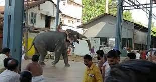 ഗുരുവായൂരിൽ ആനയിടഞ്ഞു ഗുരുവായൂരിൽ ആനയിടഞ്ഞു