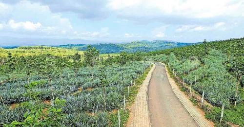 ശബരി വിമാനത്താവളം അനിശ്ചിതത്വത്തിൽ; ചെറുവള്ളി എസ്റ്റേറ്റ് കേസിൽ സർക്കാരിന് തിരിച്ചടി