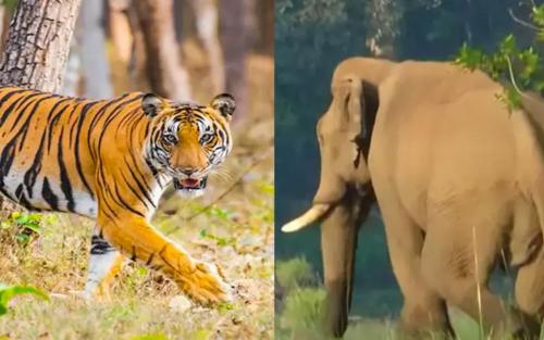വന്യജീവി സംരക്ഷണ നിയമം: കേരളത്തിന്റെ ഭേദഗതി ബിൽ തള്ളി കേന്ദ്രം