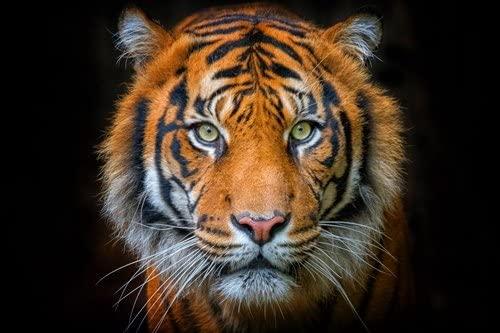 വയനാട്ടിൽനിന്നും നെയ്യാർ സഫാരി പാർക്കിലെത്തിച്ച കടുവ കൂട് പൊളിച്ച് രക്ഷപ്പെട്ടു