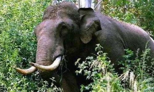 ആദിവാസി വൃദ്ധനെ കാട്ടാന ചവിട്ടിക്കൊന്നു ആദിവാസി വൃദ്ധനെ കാട്ടാന ചവിട്ടിക്കൊന്നു