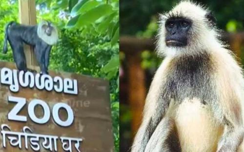 ഹനുമാൻ കുരങ്ങിനെ കണ്ടെത്തി
