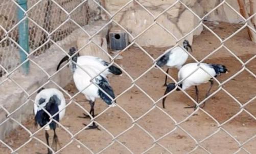 വംശനാശഭീഷണി നേരിടുന്ന ജീവികളുടെ വ്യാപാരത്തിന് ബഹ്‌റൈനിൽ കർശന നിയന്ത്രണം