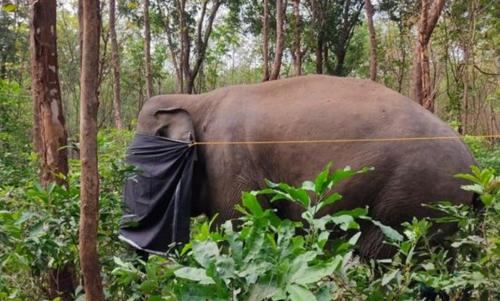 പിടി സെവന്റെ ശരീരത്തില് പെല്ലറ്റുകള് കണ്ടെത്തിയ സംഭവത്തില് അന്വേഷണം പ്രഖ്യാപിച്ചു പിടി സെവന്റെ ശരീരത്തില് പെല്ലറ്റുകള് കണ്ടെത്തിയ സംഭവത്തില് അന്വേഷണം പ്രഖ്യാപിച്ചു
