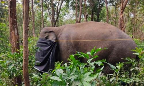 പിടി സെവന്‍റെ ശരീരത്തില്‍ പെല്ലറ്റുകള്‍ കണ്ടെത്തിയ സംഭവത്തില്‍ അന്വേഷണം പ്രഖ്യാപിച്ചു