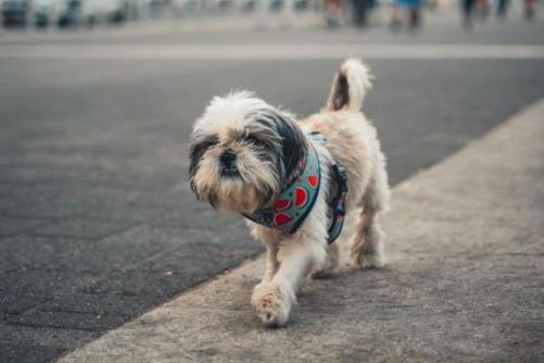 മൃഗസംരക്ഷണം ഉറപ്പാക്കാൻ ബഹ്‌റൈനിൽ പ്രത്യേക ഹോട്ട്‌ലൈൻ; പൊതുജന പങ്കാളിത്തം തേടി മന്ത്രാലയം