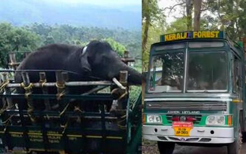 അരിക്കൊമ്പൻ ഇനി കർശന നിരീക്ഷണത്തിൽ; ലൊക്കേഷൻ ലഭിച്ചുതുടങ്ങിയെന്ന് ദൗത്യസംഘം അരിക്കൊമ്പൻ ഇനി കർശന നിരീക്ഷണത്തിൽ; ലൊക്കേഷൻ ലഭിച്ചുതുടങ്ങിയെന്ന് ദൗത്യസംഘം